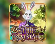 White Rabbit